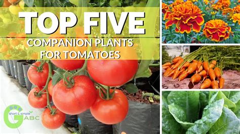 Top 5 Companion Plants For Tomatoes Best Way To Grow Tomatoes