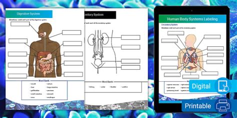 Human Body Systems Worksheet Resource Twinkl Usa