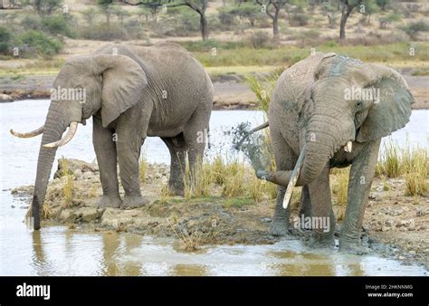 Two African Elephant Loxodonta Africana Bull Drinking Water From Lake Masek Ngorongoro