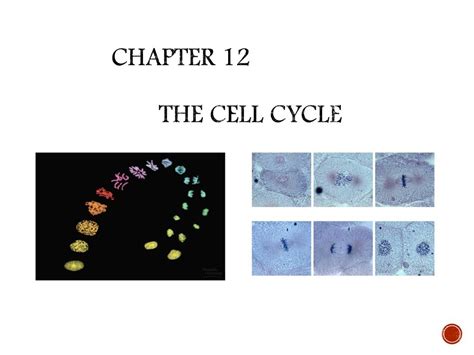 Chapter 12 The Cell Cycle Ppt Download