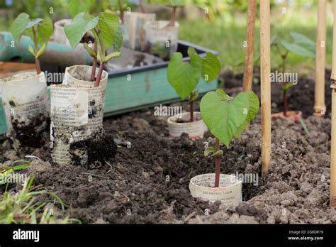 Planting French Beans Planting Climbing French Bean Plants Phaseolus