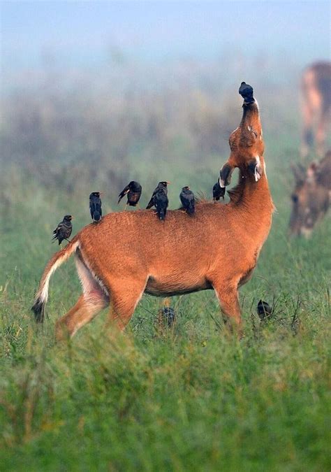 Pin von konsmal auf Ваши пины Ausgestopftes tier Tiere Seltene tiere