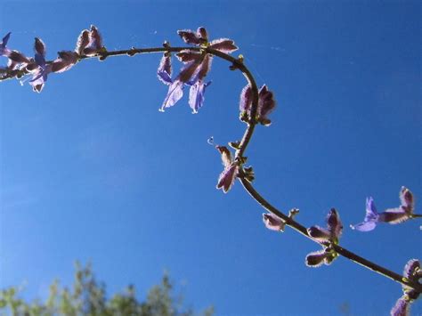 Photo Of The Closeup Of Buds Sepals And Receptacles Of Russian Sage