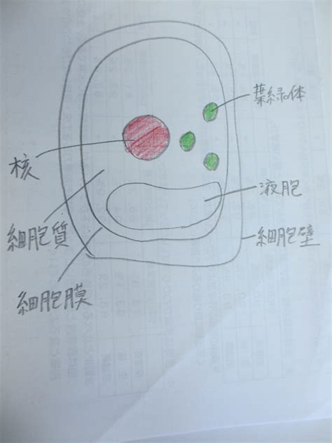 細胞の観察の仕方と細胞のつくり～生物学の基本となる観察のしかたと、ちょっとかわった細胞の観察方法を教えます～ いやになるほど理科～高校入試