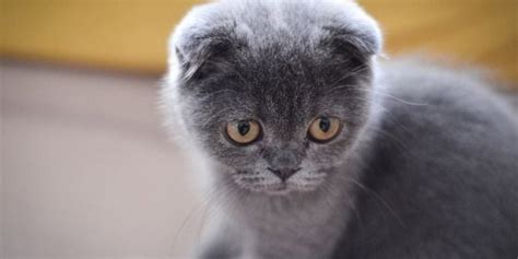 Scottish Fold Zellikleri Ve Scottish Fold Bak M Trabzon Haber Haber