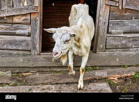 White Goat Comes Out Of A Wooden Barn In The Countryside Stock Photo