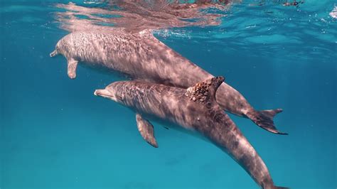 Bottlenose dolphins use corals for skincare