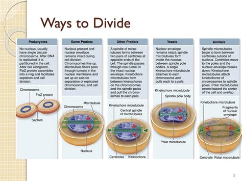 Ppt How Cells Divide Powerpoint Presentation Free Download Id 5644250