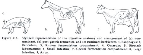 Chapter 2 - Range Animal Nutrition