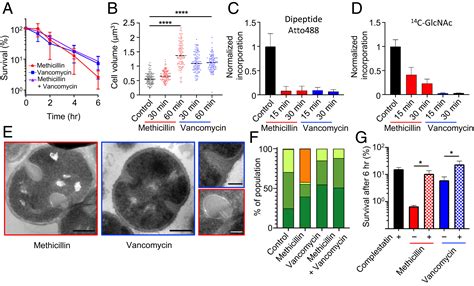 Demonstration Of The Role Of Cell Wall Homeostasis In Staphylococcus