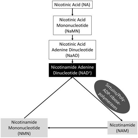 NAD + biosynthetic pathways. Two of the three pathways through which ...