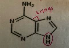 Nucleotide Structure Quiz | Quizlet 