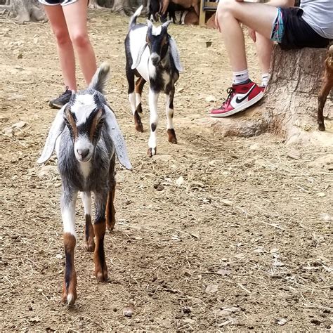 Mdga F7 Mini Nubian Goat Twins Buckling And Doeling