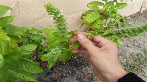 How And When To Collect Sweet Basil Seeds From The Flower Stalks Also