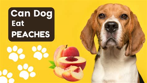 Peach Perplexity Unveiling Dogs Compatibility With Peaches