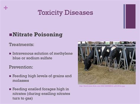 Ppt Nutritional Diseases In Livestock Powerpoint Presentation Free