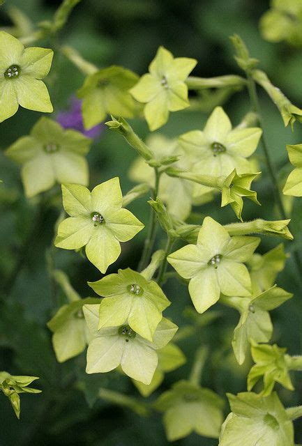 Nicotiana alata 'Lime Green' by anniesannuals, via Flickr -- for sale ...