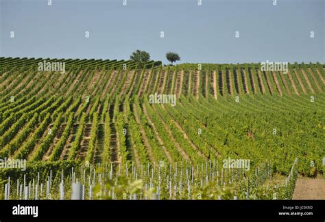 Weinberg Weinberge Wein Rebe Reben Landwirtschaft Himmel Wolke