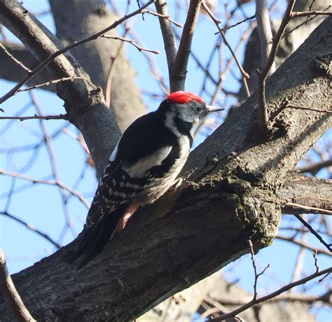 Košutnjak Forest | Birdingplaces
