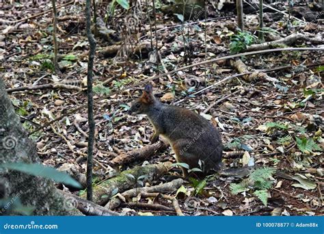 Small Wild Kangaroo Pademelon in the Park Stock Image - Image of forest ...