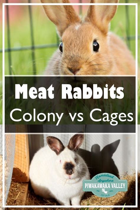 Rabbit Colony Pros And Cons Colony Rabbits Vs Cage Rabbits Meat