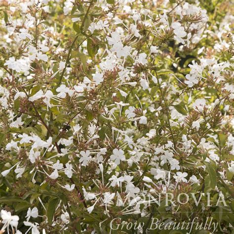 Monrovia® White Cape® Plumbago - Plumbago auriculata 'Monite' PP