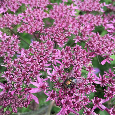 Heracleum Spendylium Pink Clouds” Thy Til Stauder