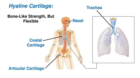 Bones And Skeletal Tissues Relevant Pages 10th Edition 173 To Ppt