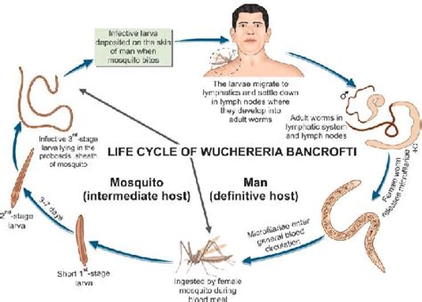 Wuchereria Bancrofti Life Cycle Porn Sex Picture