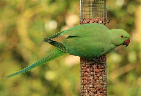 parakeet Free Stock Photo | FreeImages