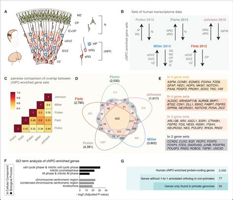 Evolution And Cell Type Specificity Of Human Specific Genes