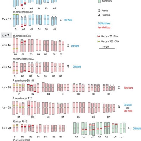 Pdf Karyotype Evolution In Phalaris Poaceae The Role Of