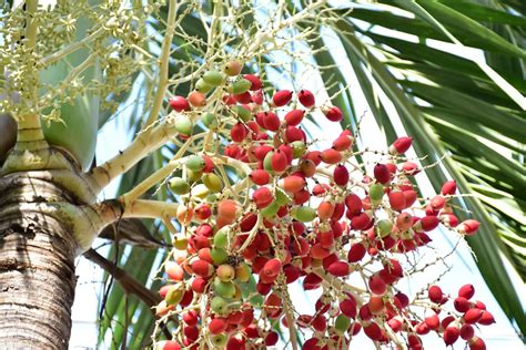 Bunches Of Normanbya Normanbyi Fruits Stock Photo At Vecteezy