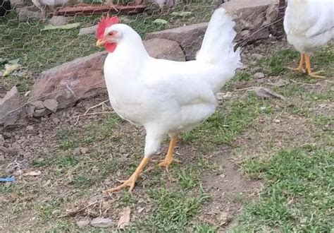 Cría Doméstica Cómo Criar Gallinas Ponedoras En Casa Vida Con Mascotas ️