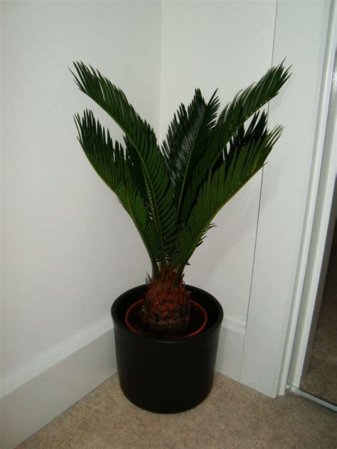 Sago Palm Cycas Revoluta Guide Our House Plants Atelier Yuwa Ciao Jp