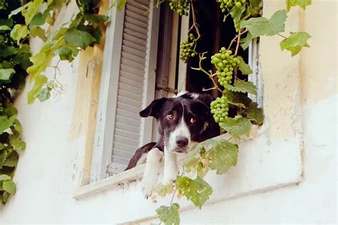 Köpekler üzüm yer mi Zararlı mı Petibom