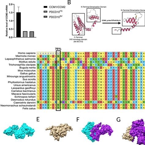 Functional Analyses Of Mutations In Pdcd10 Gene In Silico Structural