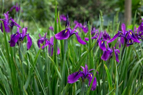 How To Grow Iris Bbc Gardeners World Magazine