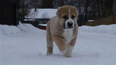 Central Asian Shepherd Dog Alabai Dogs Alabai Dog Dog Breeds