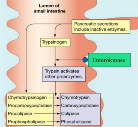 Lecture Gut Pancreas And Bile Secretion Flashcards Quizlet