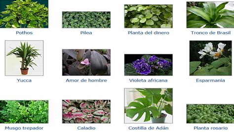 Plantas Ornamentales Nombres Comunes Mi Planta Es Verde