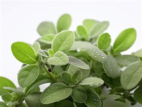 Folhas De Margarina Em Fundo Branco Foto Premium