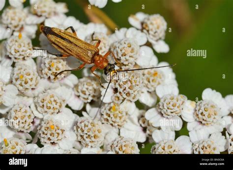 Oedemera Podagrariae False Blister Beetles Stock Photo Alamy