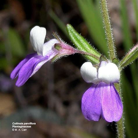 Plantaginaceae - Alchetron, The Free Social Encyclopedia