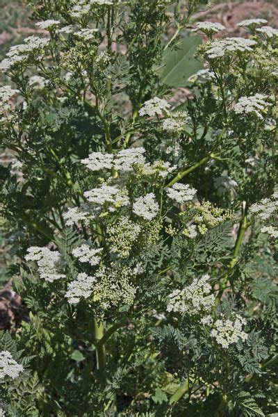 Conium Maculatum Poison Hemlock Charles W Kane Applied Medical