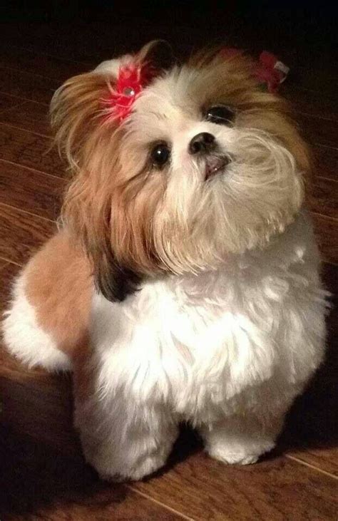 Female Shih Tzu Showing Off Her Pony Tail Shihtzu With Images