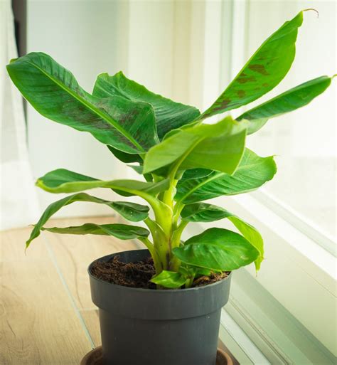 Musa Dwarf Cavendish How To Grow Your Own Dwarf Banana Plant Indoors