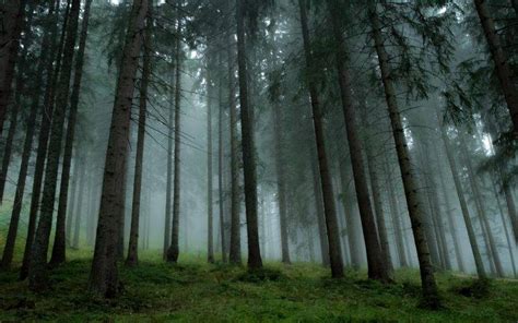 landscape, Nature, Forest, Mist, Trees, Grass, Pine Trees Wallpapers HD ...