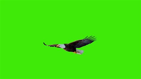 Flying Eagle Green Screen Pack Stock Footage Video 100 Royalty Free