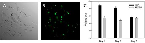 Viability Of Encapsulated Cells A Bright Field Image Of A Single